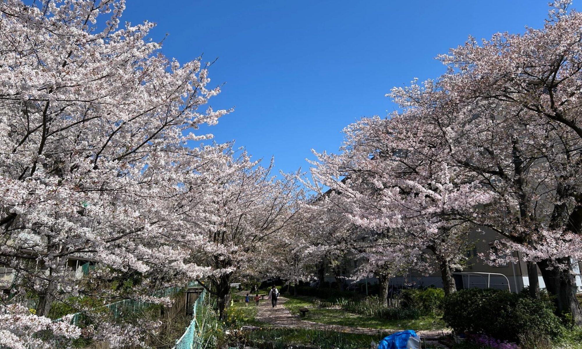 Fukuya-House-Sakura